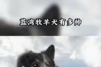 蓝湾牧羊犬属于禁养犬吗？ 蓝湾牧羊犬禁养吗