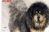 真正的藏獒长什么样子？ 藏獒 1