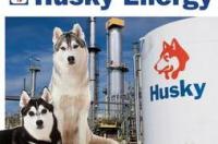 现在哈士奇算烈性犬吗？ 哈士奇在美国是烈性犬