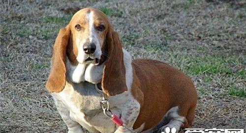 巴吉度猎犬品相 凹陷的深褐色的大眼睛