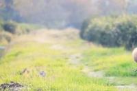 贵宾犬几种修剪造型 贵宾犬经典造型