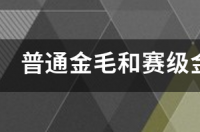 普通金毛和赛级金毛有什么区别？ 赛级金毛和双血统金毛有什么区别