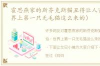 霍思燕家的斯芬克斯猫丑得让人害怕（世界上第一只无毛猫这么来的）