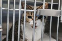 给猫咪绝育一般多少钱？ 给猫咪绝育一般多少钱