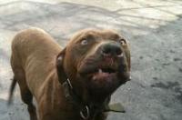 比特犬VS藏獒 比特犬vs藏獒犬