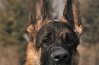 德国牧羊犬锤赛结合是甚么意思？ 德牧锤系是什么意思