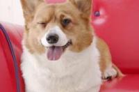 短毛的小型犬有哪些？ 短毛狗小型犬