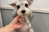 最贵的小型犬是什么品种？ 最贵的小型狗排名榜