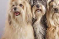 哈瓦那的饲养方法？ 哈瓦那犬幼犬