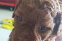 泰迪犬价格一般卖多少？ 泰迪幼犬价格一般多少