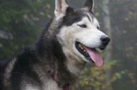 人会有心丝虫吗？ 犬心丝虫病会传染人吗