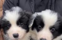 想买一只边境牧羊犬，大概三四个月大左右的，价格大概多少？ 边牧羊犬多少钱一只