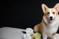 缉毒犬与宠物犬的区别是什么，青椒课堂？ 缉毒犬和宠物犬的区别是什么