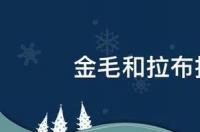 金毛和拉布拉多哪个好养 金毛跟拉布拉多哪个好