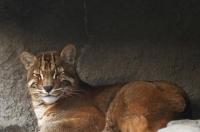 元气玛特平台一番赏是金猫还是绿猫 金猫大全