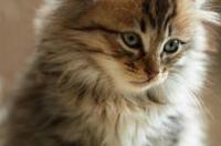 波斯猫的眼睛是什么颜色的？ 波斯猫的眼睛