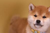 柴犬幼犬好养吗？ 柴犬好养吗 听话吗
