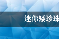 迷你矮珍珠可以种在沙石里吗？ 迷你矮珍珠