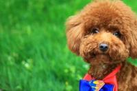 泰迪狗多少钱一只？ 纯黑泰迪犬多少钱一只