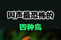 家庭养什么鸟叫声好的？ 叫声最好的鸟前十名