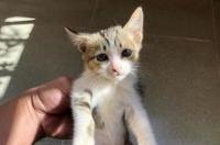 广州哪里有领养流浪猫的地方？ 广州领养猫咪的网站