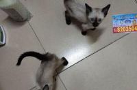那些加菲猫多少钱一只？ 暹罗猫大概多少钱