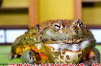 蛤蟆又叫什么啊？ 癞蛤蟆