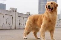 怎么养金毛犬？ 金毛狗怎么养