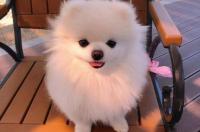 中小型犬体重标准？ 小型犬体重