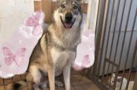 国内哪里有卖捷克狼犬？ 捷克狼犬幼犬出售