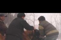 高加索犬vs猎豹一定输吗？ 高加索犬vs老虎