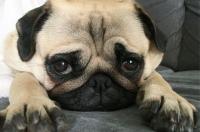 巴哥犬优缺点？ 巴哥犬性格优缺点