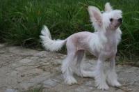 女生适合养什么狗 中国冠毛犬的寿命