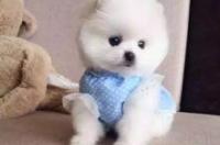 博美犬多少钱一只幼崽 博美俊介犬多少钱