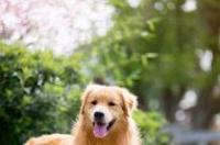 金毛犬的毛发如何修剪，看起来会更漂亮 漂亮的金毛犬