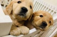 法斗幼犬定点大小便多大开始训练？ 狗多大可以训练定点大小便