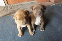 一只比特幼犬大概多少钱？它好饲养吗？ 比特犬便宜出售