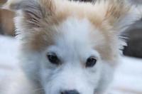 哈士奇是什么犬种？ 二哈狗狗哈士奇的