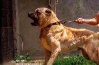 世界十大烈性犬排名 世界上最危险的犬种