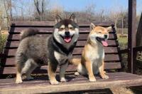 秋田犬主要有几种颜色？ 秋田犬有几种