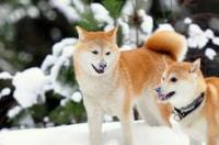 秋田和柴犬配出来是什么_？ 秋田犬串串