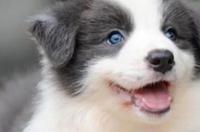 边牧什么颜色最稀有？ 苏格兰牧羊犬陨石色
