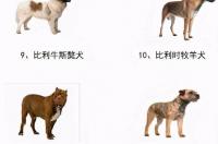 城市允许养的大型犬种 城市禁止养的大型犬种