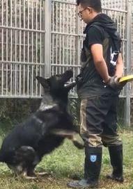 怎么挑选纯种东德牧羊犬？ 国内最好的东德种公