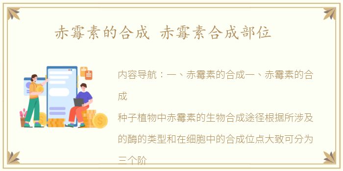 赤霉素的合成 赤霉素合成部位