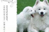 养爱斯基摩犬注意什么 爱斯基摩犬成年