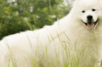 阿拉斯加雪橇犬？ 阿拉斯加雪橇犬有哪些