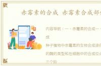 赤霉素的合成 赤霉素合成部位