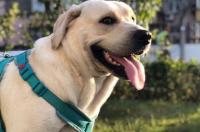 拉布拉多犬会不会咬人？ 拉布拉多犬会不会咬人