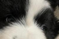 德牧犬的优点和缺点？ 牧羊犬的优缺点有哪些